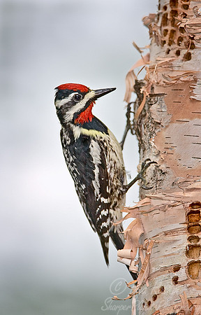 031 Yellow-bellied Sapsucker-male - MI