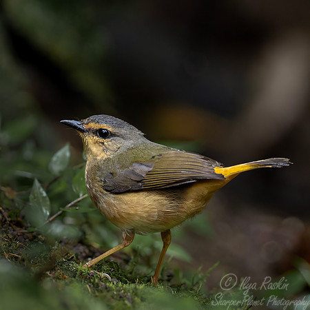 742 Buff-rumped warbler (Myiothlypis fulvicauda) - Ecuador