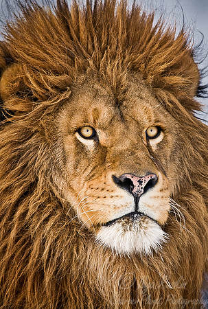 017_Lion