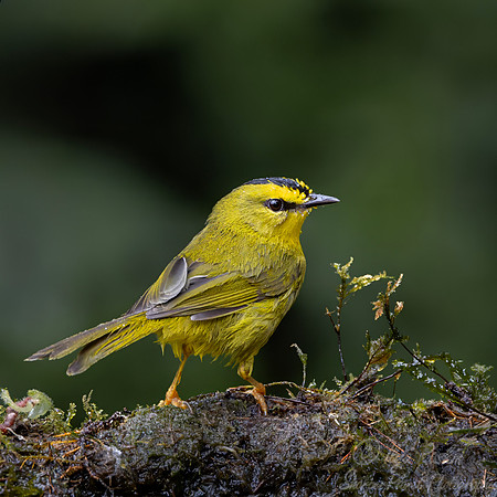 743 Black-crested warbler (Myiothlypis nigrocristata) -Ecuador