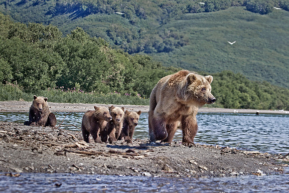058 Brown Bear (Ursus arctos) - Kamchatka Russia