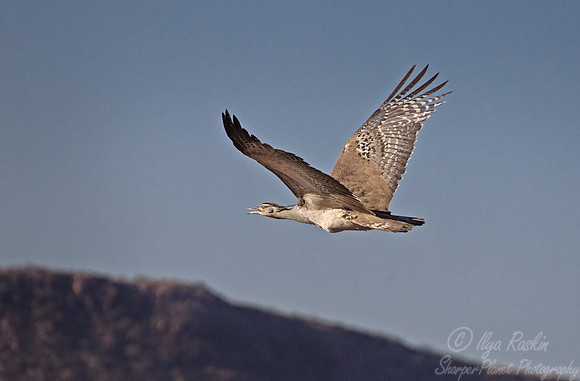 054 Kori Bustard (Ardeotis kori) - Etosha Namibia