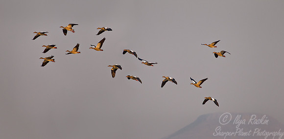 066 Egyptian Goose (Alopochen aegyptiacus) - Namibia