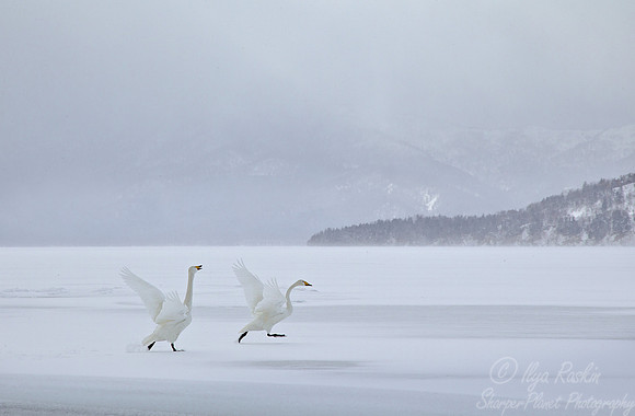 098 Whooper Swans (Cygnus cygnus) - Hokkaido Japan