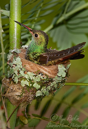 051 Rufous-tailed Hummingbird (Amazilia tzacatl) - Belize