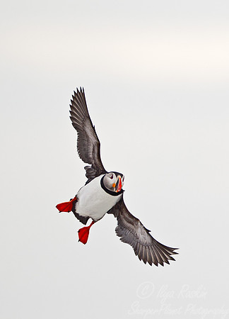 043 Atlantic Puffin (Fratercula arctica) - ME