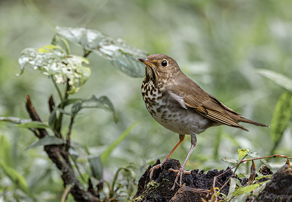 651 Swainson's thrush (Catharus ustulatus) - Ecuador