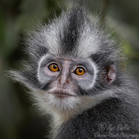 228 Thomas's langur (Presbytis thomasi) - Sumatra Indonesia