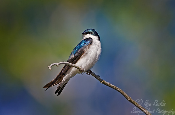 072 Tree Swallow - MI