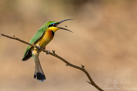 193 Little bee-eater (Merops pusillus) - Botswana
