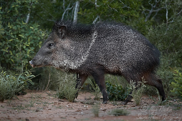 230 Javelina or peccary (Tayassu tajacu) - TX
