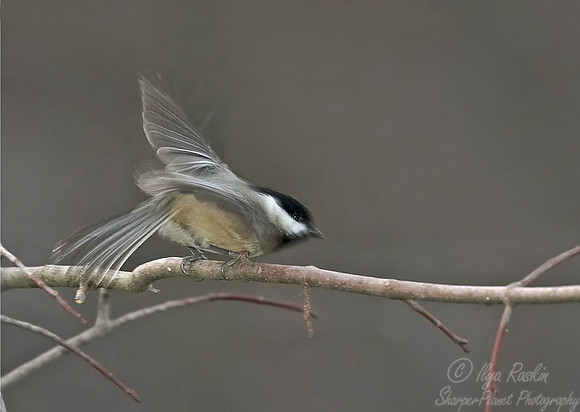 059 Blacked-capped Chikadee - NJ