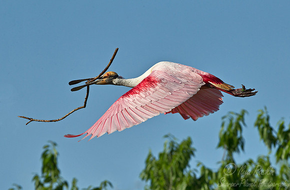 202 Roseate Spoonbill (Platalea ajaja) LA