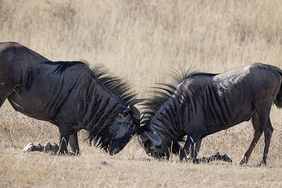 359 Blue wildebeests (Connochaetes taurinus) - Kgalagadi Transfrontier Park SA