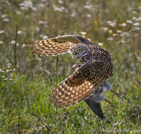 147 Burrowing Owl (Athene cunicularia) FL