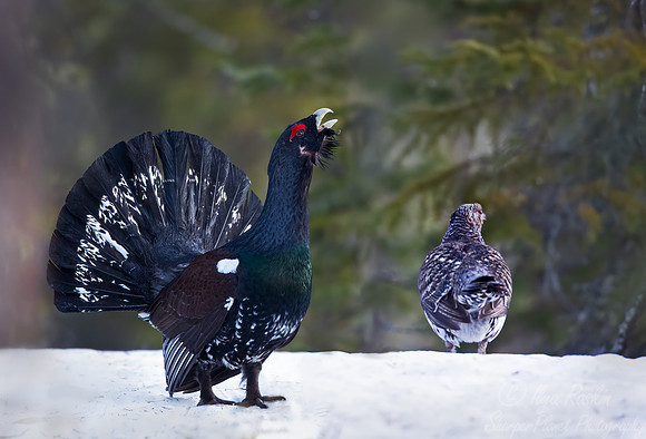068 Capercaillie (Tetrao urogallus) - Finland