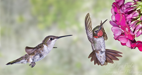 028 Ruby-throated Hummingbird - PA