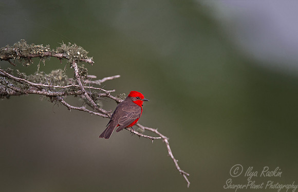 080 Vermilion Flycatcher (Pyrocephalus rubinus) - Ibera Wetlands Argentina