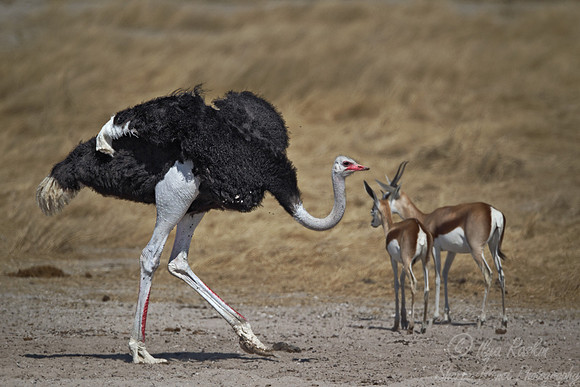 051 African Ostrich (Struthio camelus) - Etosha namibia