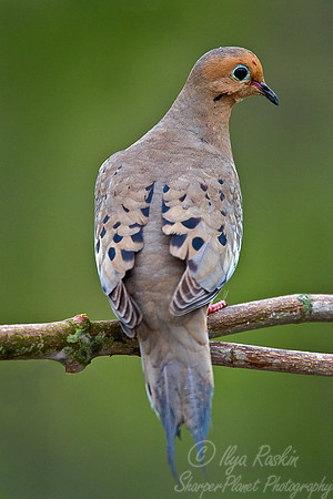 036 Mourning Dove - NJ