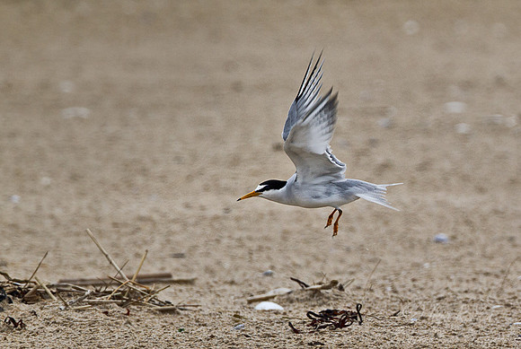 109 Least Tern (Sternula antillarum) - ME