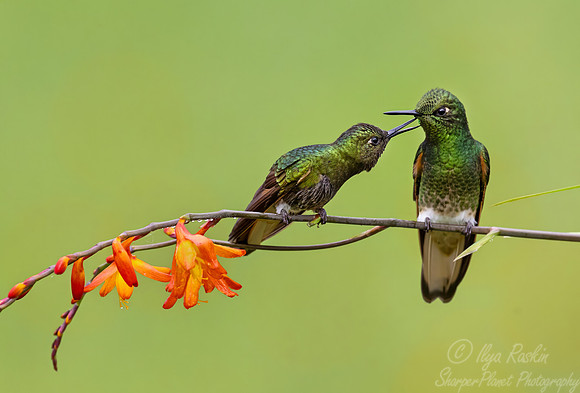 496 Buff-tailed coronets (Boissonneaua flavescens) - Colombia cloud forest