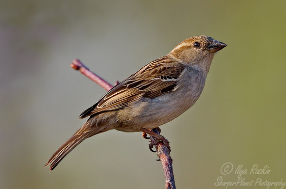 010 House Sparrow_NJ