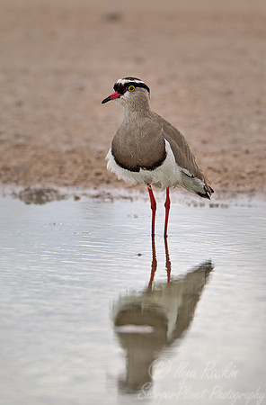 120 Crowned Lapwing (Vanellus coronatus) - Etosha Namibia