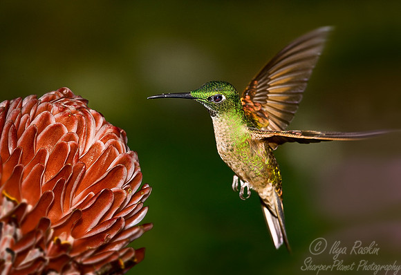 038 Fawn-breasted Brilliant male - Ecuador