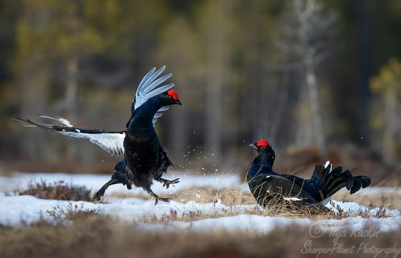 057 Black grouse (Lyrurus tetrix) - Finland