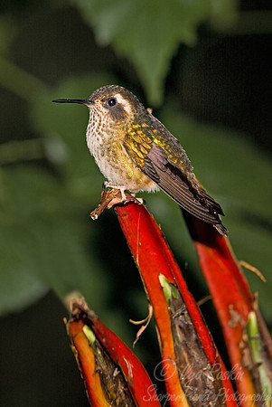 047 Speckled Hummingbird - Ecuador