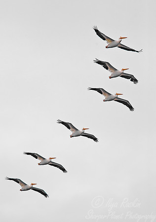 076 American White Pelican (Pelecanus erythrorhynchos) FL
