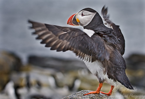024 Atlantic Puffin - Canada