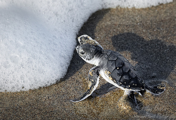 191 Green sea turtle (Chelonia mydas) Sumatra Indonesia