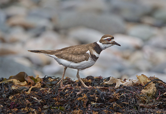 118 Killdeer (Charadrius vociferus) - ME
