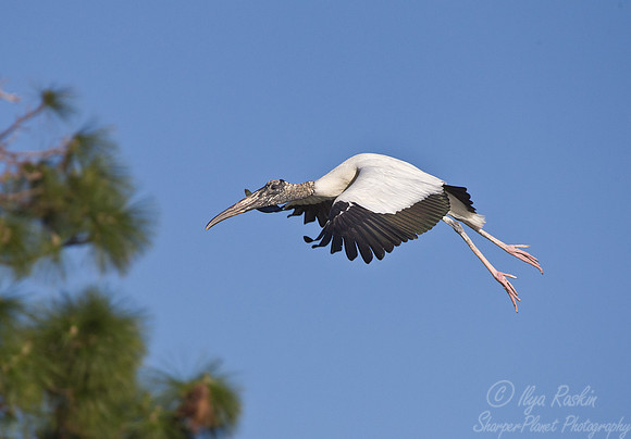 147 Wood Stork (Mycteria americana) FL