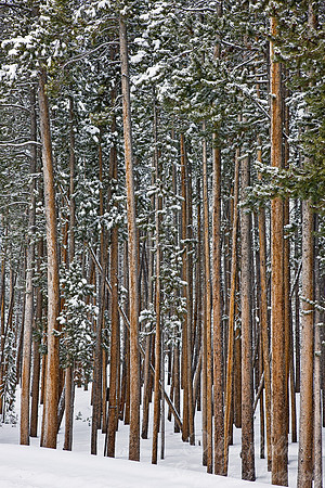 050_Yellowstone in winter