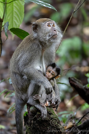238 Crab-eating or long-tailed macaques (Macaca fascicularis) - Sumatra Indonesia