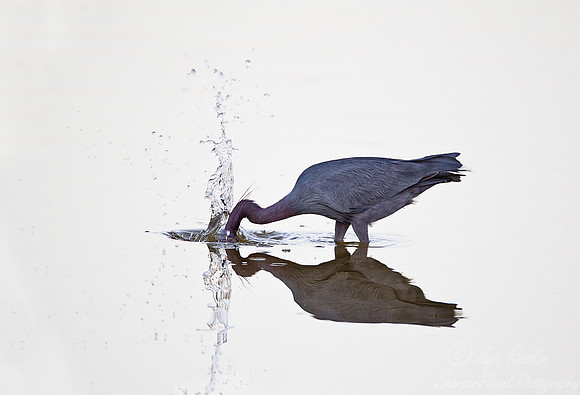 182 Little Blue Heron (Egretta caerulea) FL