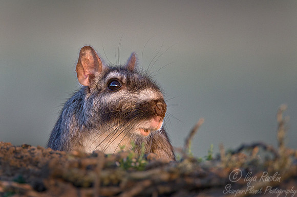 072 Plains Viscacha (Lagostomus maximus) - Ibera Wetlands Argentina