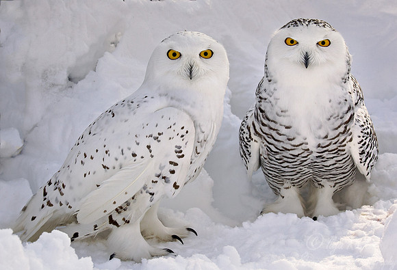 100 (Bubo scandiacus) - MA