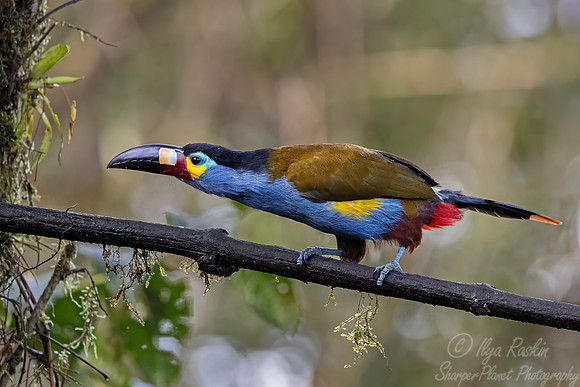 762 Plate-billed mountain toucan (Andigena laminirostris) - Ecuador
