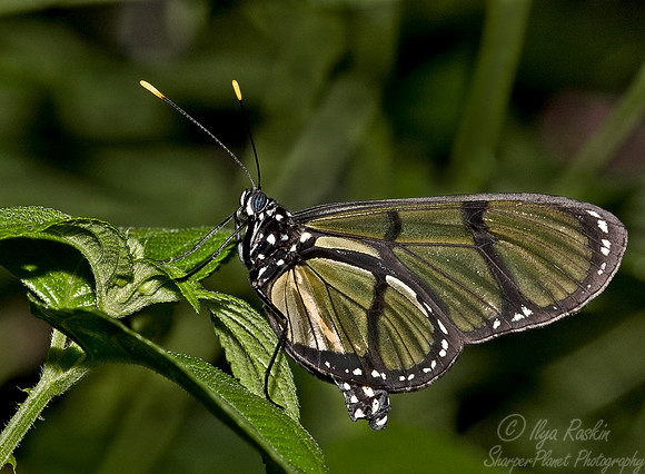 006_Glasswing Butterfly_Ecuador