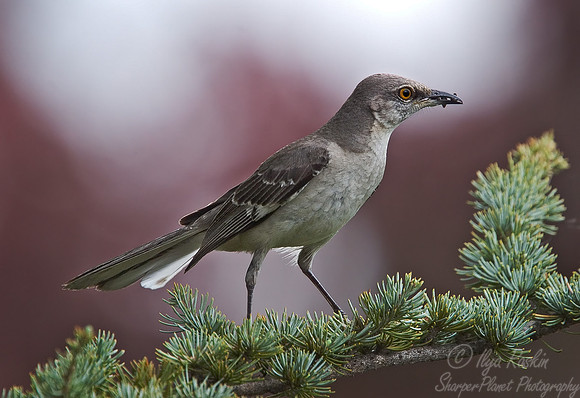 043 Northern Mockingbird - NJ
