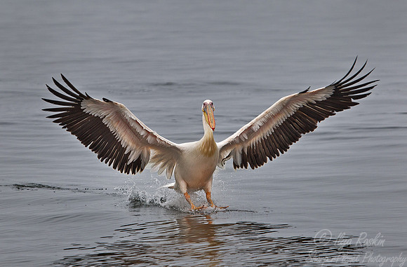 082 Great White Pelican (Pelecanus onocrotalus) - Namibia