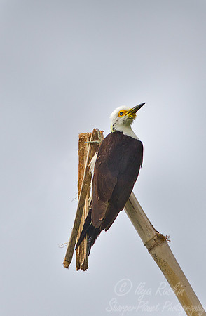 100 White Woodpecker (Melanerpes candidus) - Ibera Wetlands Argentina