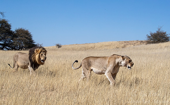 164 Lions (Panthera leo) - Kgalagadi Transfrontier Park SA
