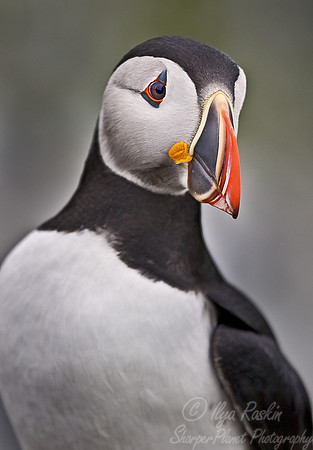 028 Atlantic Puffin - Canada