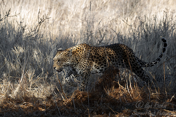 210 Leopard (Panthera pardus) - Kgalagadi Transfrontier Park SA