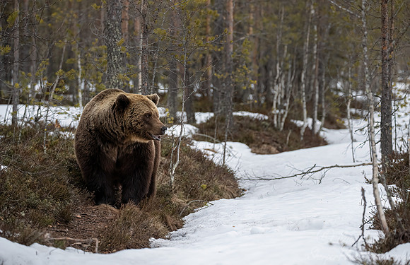 389 Eurasian brown bear (Ursus arctos arctos) - Finland